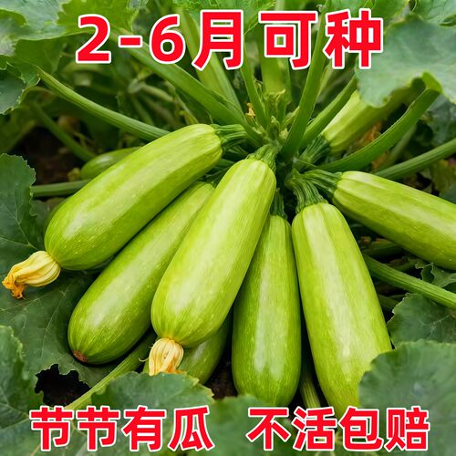 西葫芦种子苗高产四季盆栽西胡芦种籽蔬菜夏季香蕉大全瓜孑瓜苗