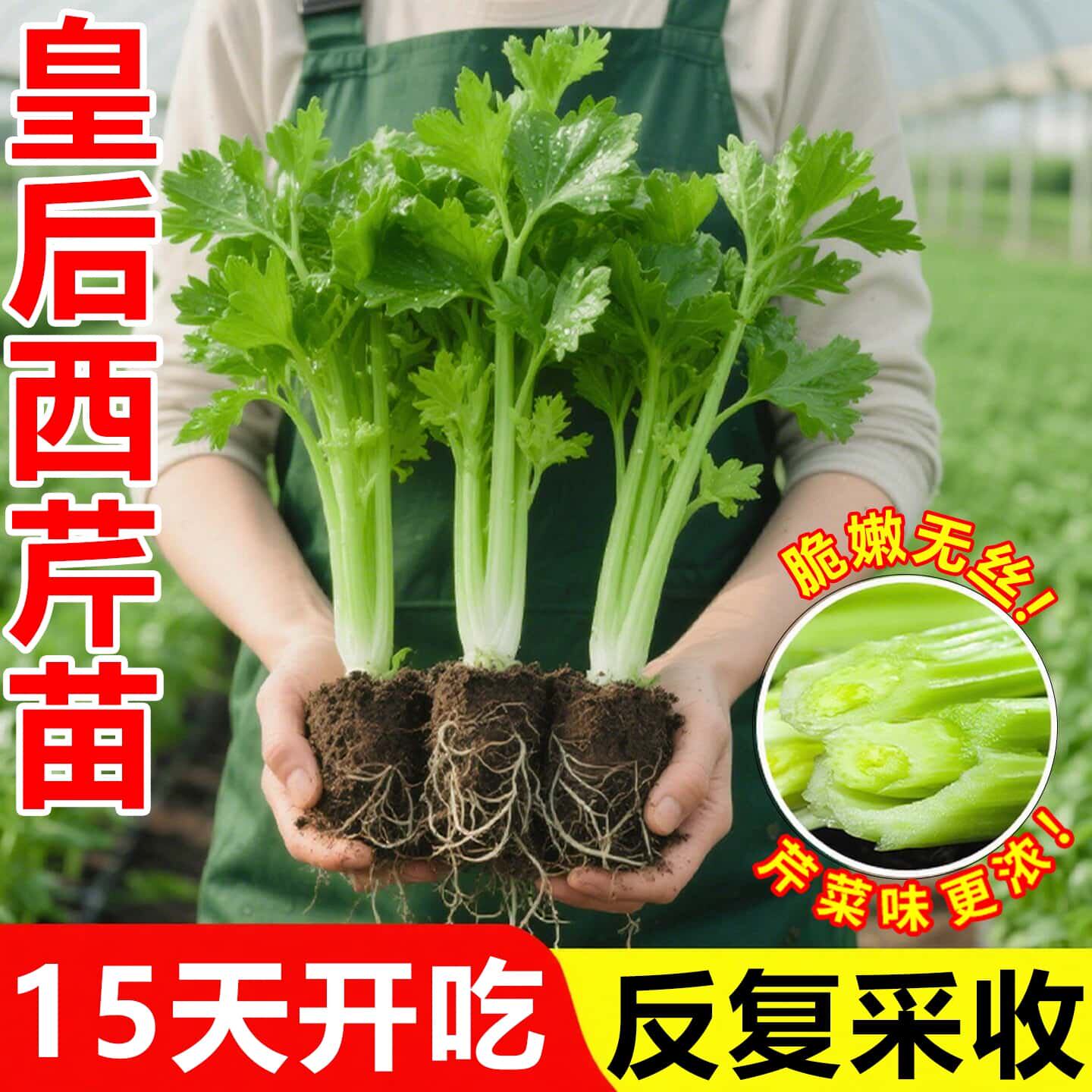 山东寿光皇后西芹苗秧脆嫩味浓水果芹菜种子四季高产红香芹香芹苗