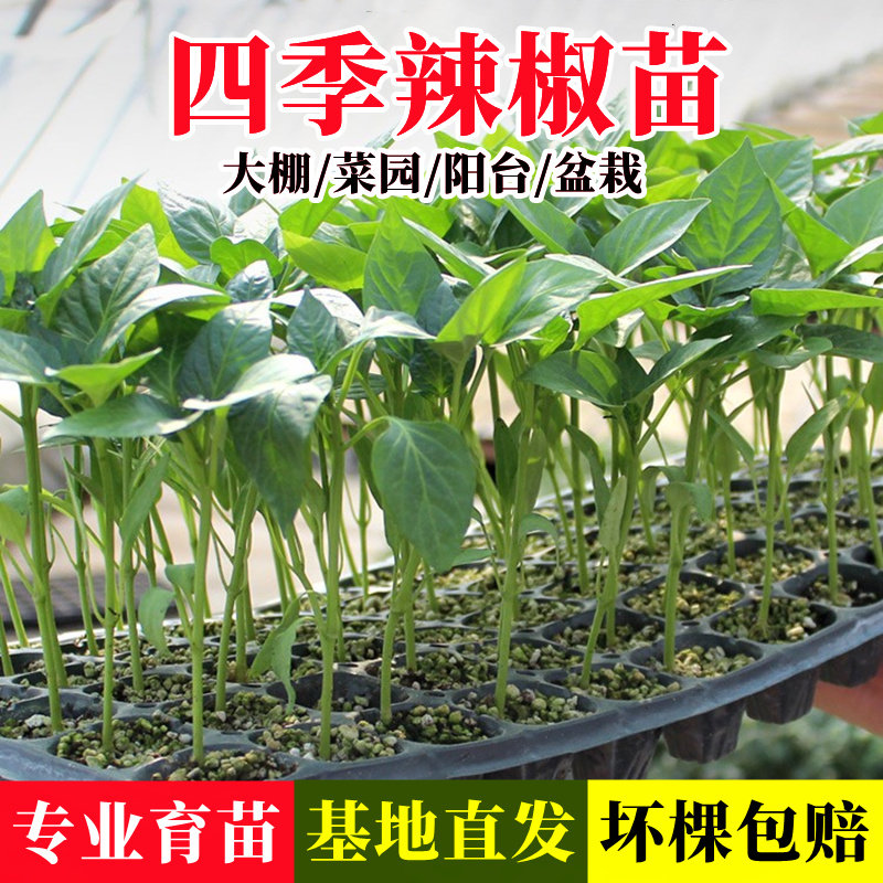 四季辣椒苗秧苗专业育苗基地直发阳台盆栽蔬菜苗新手易种,鲜花速递/花卉仿真/绿植园艺,种苗/半成品盆栽,淘宝优惠券,粉丝福利购,淘宝优惠卷