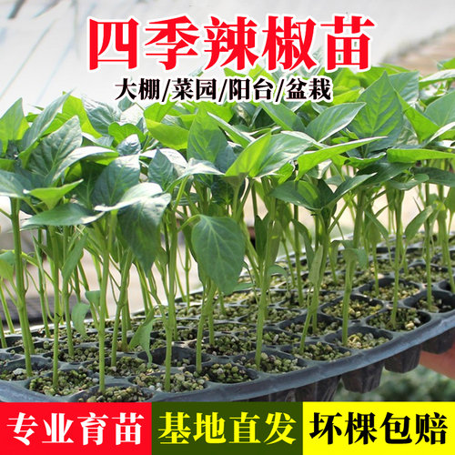 辣椒苗螺丝椒大青线椒甜椒苗特朝