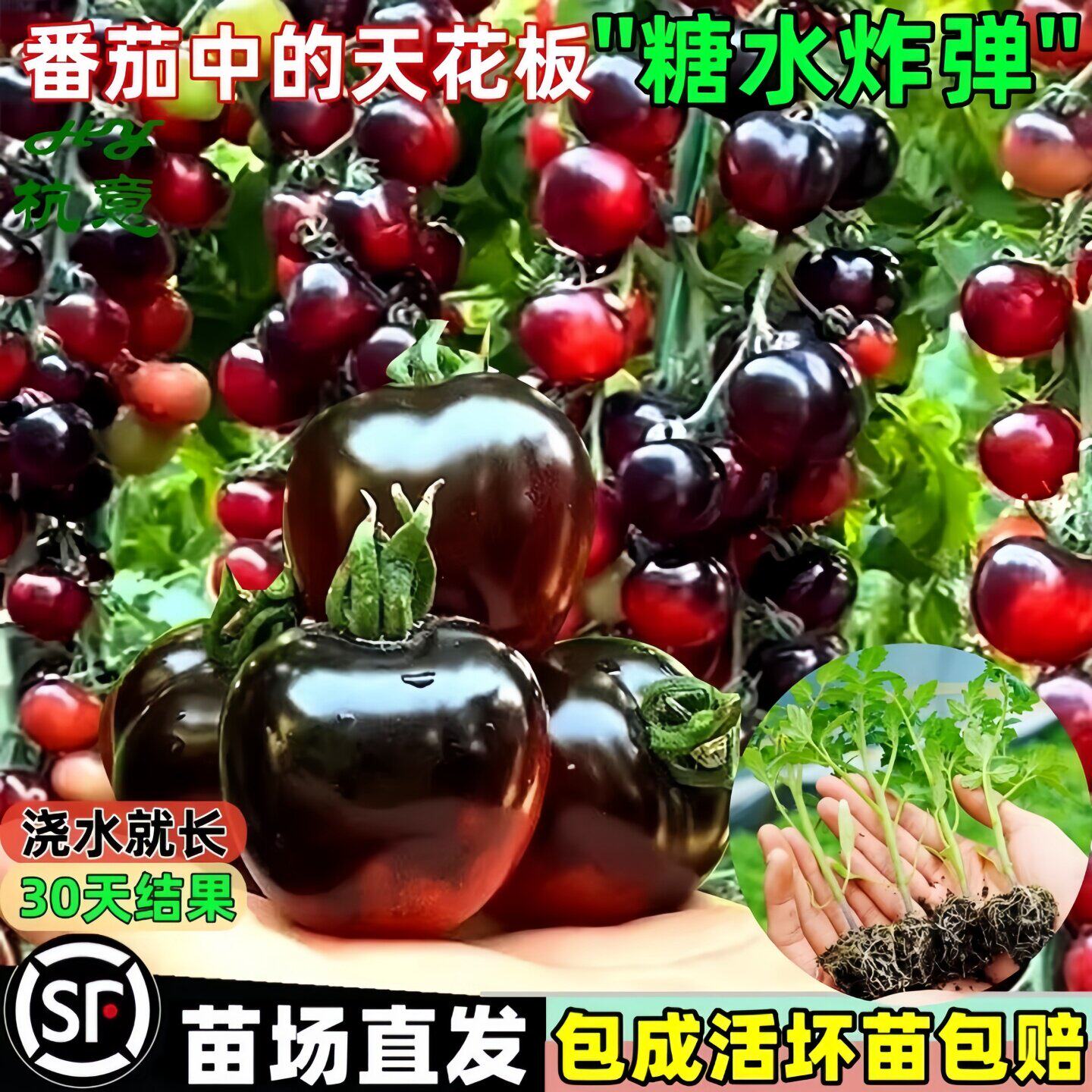 黑珍珠番茄苗樱桃小番茄秧苗圣女果幼苗四季阳台盆栽水果西红柿苗