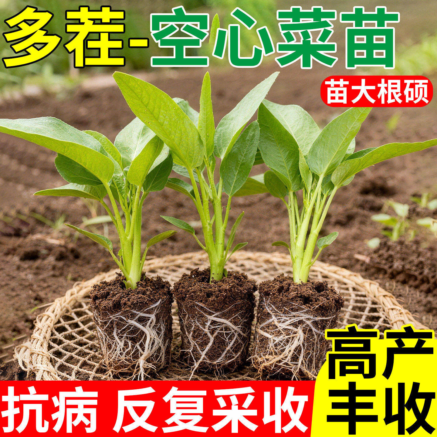 四季大叶柳叶三叉空心菜苗老品种水培广西空心菜种阳台秋冬蔬菜苗