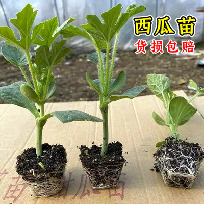 嫁接西瓜苗8424麒麟瓜春季南方