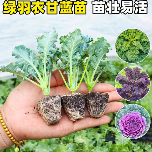 羽衣甘蓝苗四季播阳台高产易活