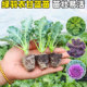 羽衣甘蓝苗秧苗四季 播种阳台盆栽蔬菜苗适合新手小白高产易活