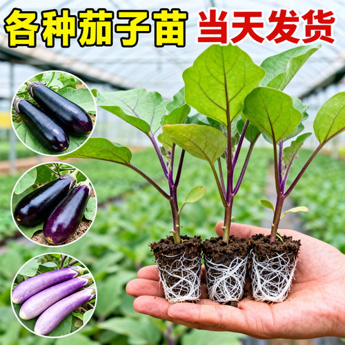 茄子苗秧苗带土嫁接老品种特大号种苗长茄紫茄杭茄春季蔬菜苗大全