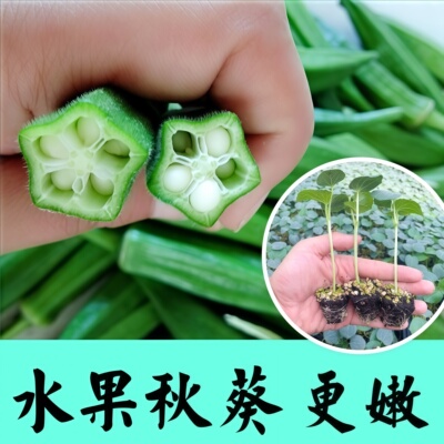 水果秋葵黄秋葵种苗种植简单