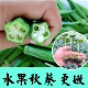 黄秋葵种子种籽苗高产水果四季 盆栽红蔬菜孑菜种带土秧菜籽大全