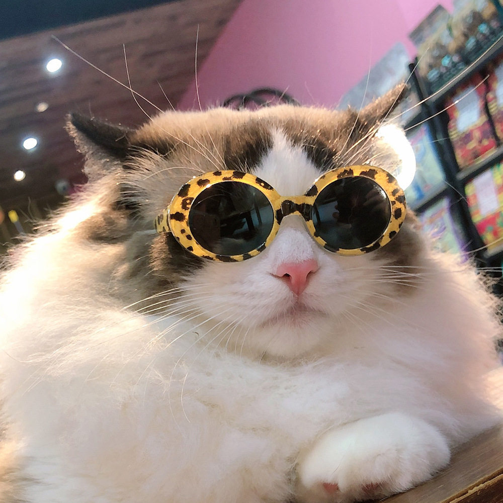 宠物墨镜猫咪狗狗眼镜泰迪比熊法斗太阳镜沙滩海边拍照配饰装饰品