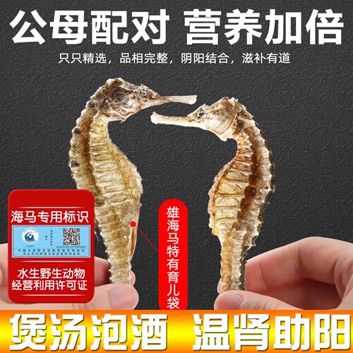 天然海马干品泡酒滋补