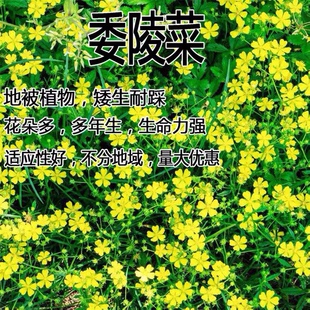 委陵草花种子委陵菜种子矮杆耐阴地被植物种籽四季播种易活耐寒
