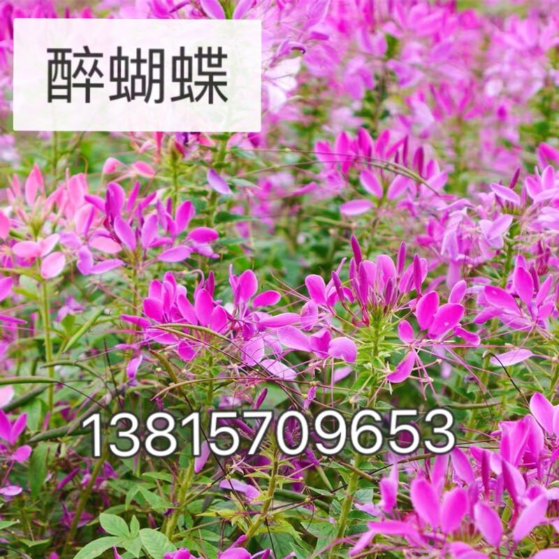 醉蝴蝶花种子籽易活春播景观园林家庭园艺种子