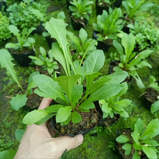 蒲公英盆栽 纯天然婆婆丁黄花地丁野菜阳台庭院绿植盆栽