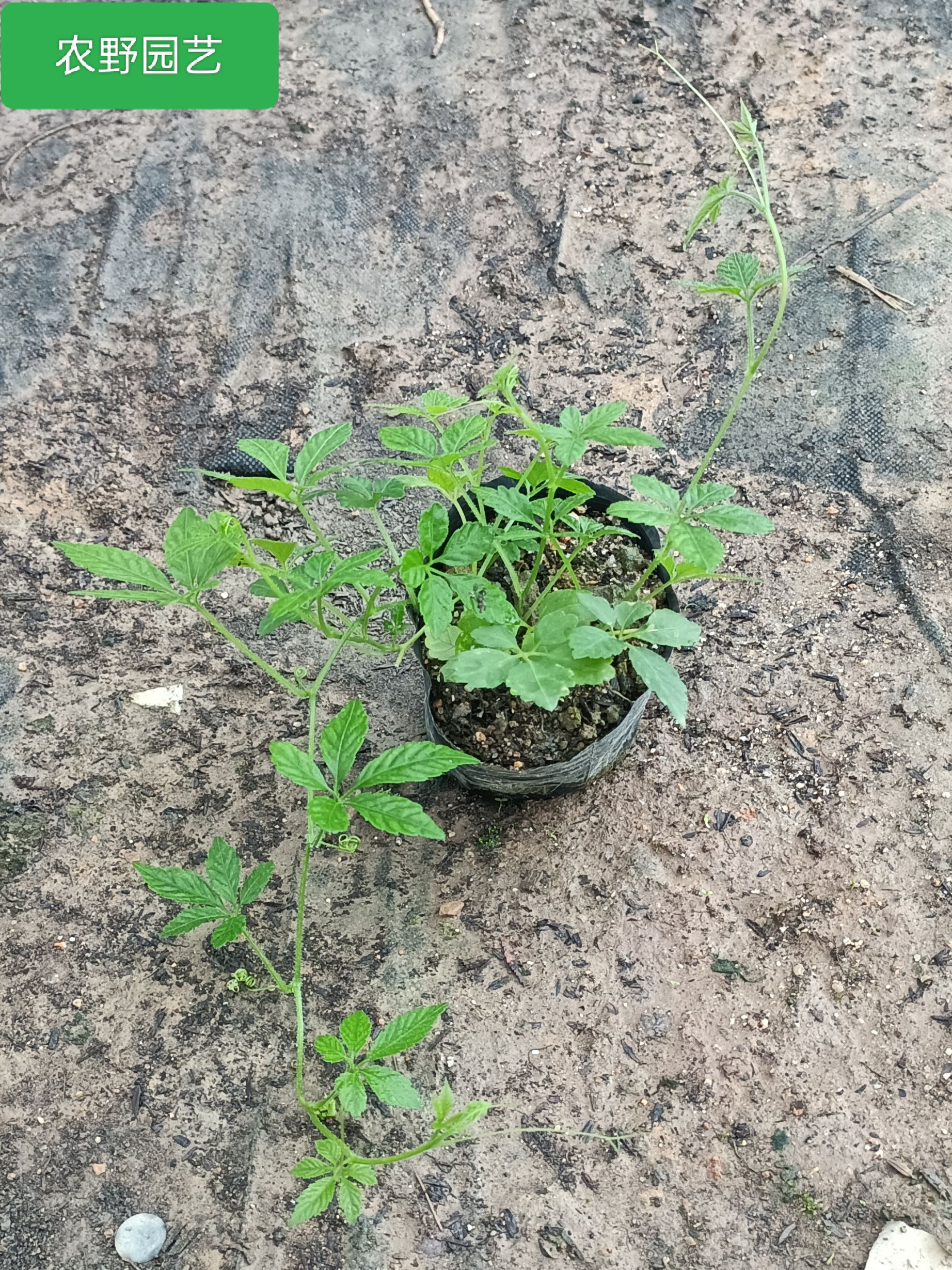 五叶神野菜草菜参绞股蓝茶七叶胆七叶参农庄煲汤新鲜食用盆栽苗