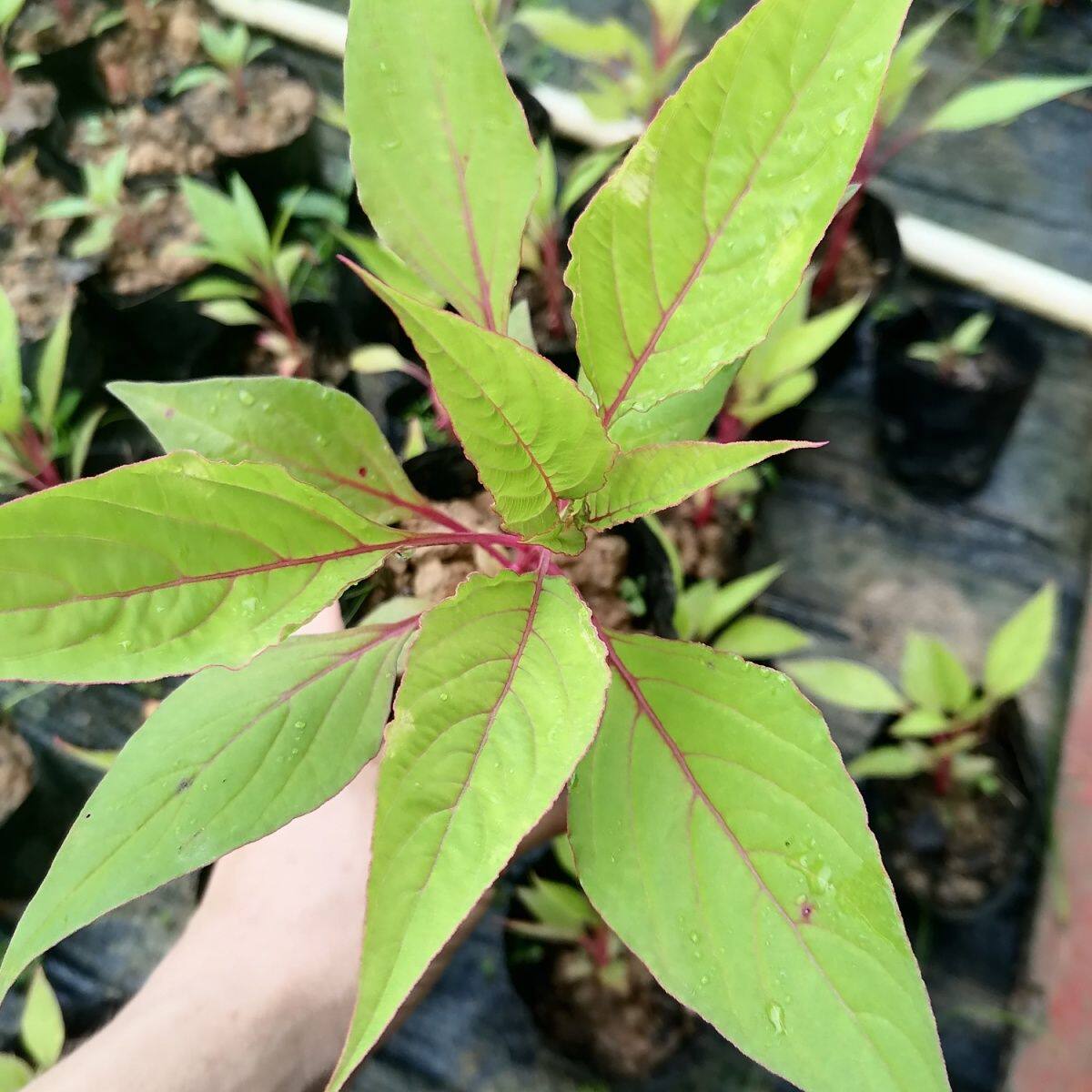 红鸡冠花盆栽扇状带原土发货阳台庭院耐晒好养花卉