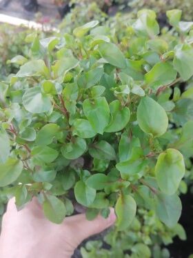 台湾红枸杞菜苗 旱地西洋菜 锦绣苋苗 有机健康蔬菜 保健菜苗盆栽