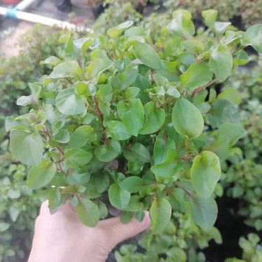 台湾红枸杞菜苗 旱地西洋菜 锦绣苋苗 有机健康蔬菜 保健菜苗盆栽