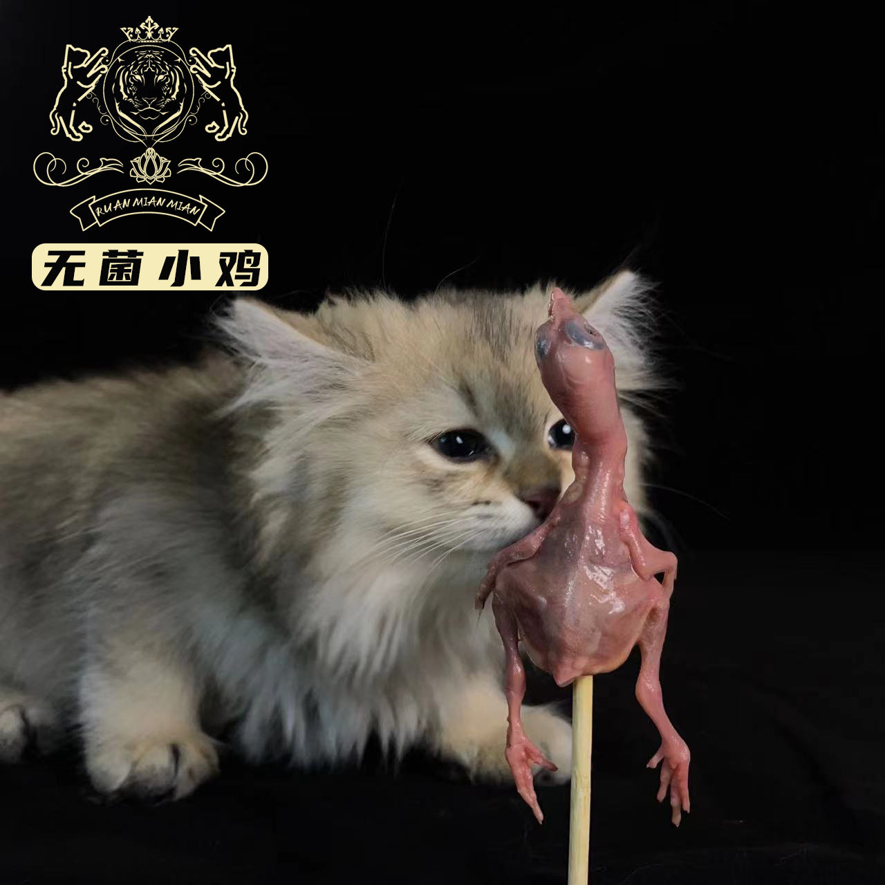 生骨肉 猫 无菌小鸡【做生骨肉我们是认真的】