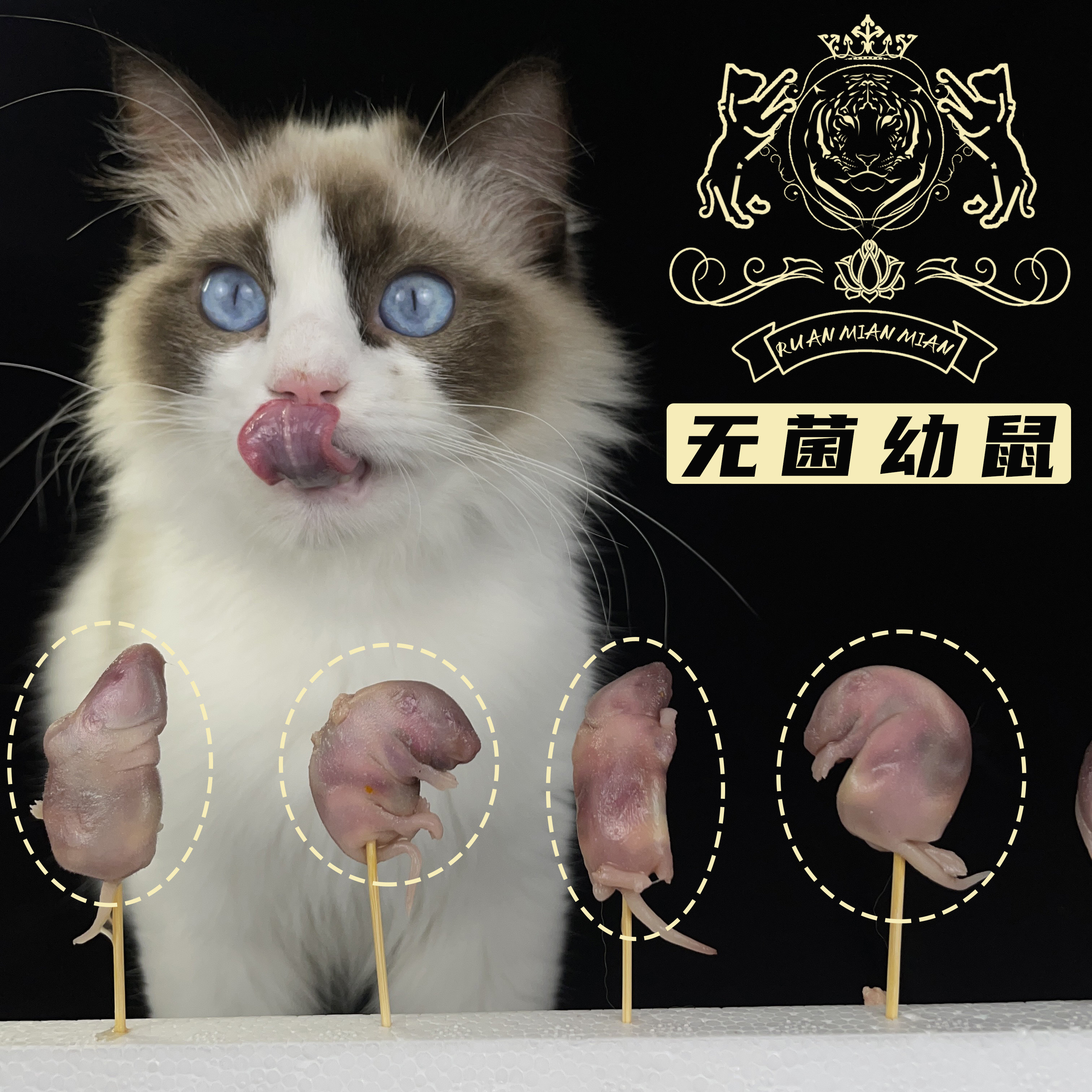 无菌幼鼠【做生骨肉我们是认真的】