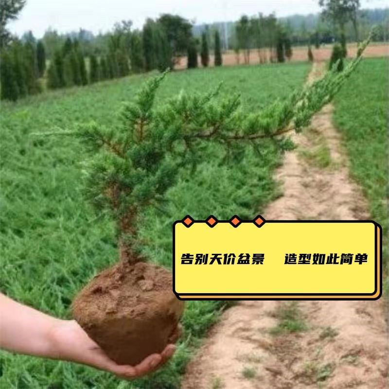 迎客松地柏盆栽造型盆景庭院植物耐寒四季常青绿化龙柏小苗铺地柏