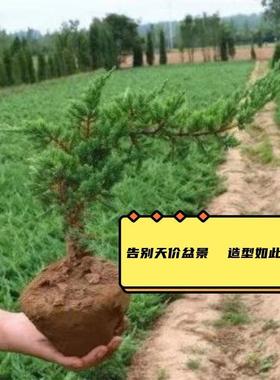 迎客松地柏盆栽造型盆景庭院植物耐寒四季常青绿化龙柏小苗铺地柏