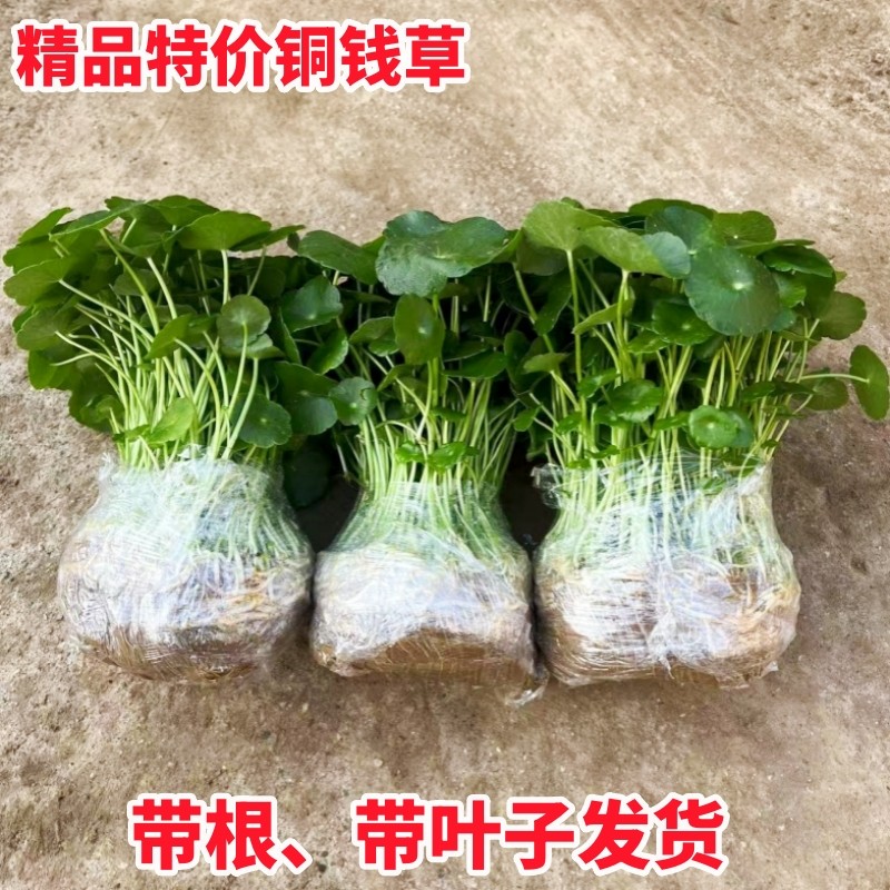 带叶铜钱草水培植物办公室内盆栽客厅桌面绿植花卉趣味水养金钱草,鲜花速递/花卉仿真/绿植园艺,种苗/半成品盆栽,淘宝优惠券,粉丝福利购,淘宝优惠卷