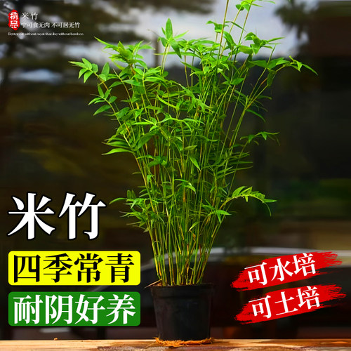 米竹水培植物室内好养富贵竹金山棕竹客厅招财旺宅水竹子绿植盆栽