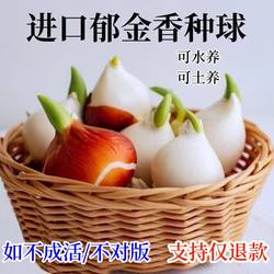 进口荷兰郁金香四季种植郁金香种球水培土培球根植物花卉绿植盆栽