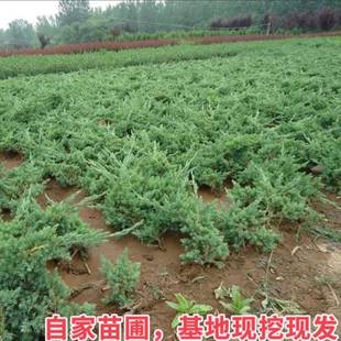 地柏苗四季常青庭院植物铺地柏珍珠柏盆景松柏树室内办公室盆栽柏