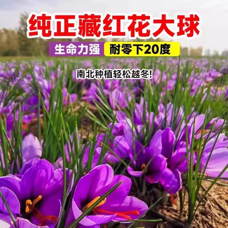 药用藏红花种球盆栽西藏番红花球根种子籽秧苗秋四季耐寒花卉绿植