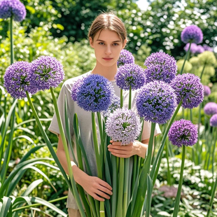 大花葱种球盆栽大使花苗环球霸王荷兰进口球王耐寒花卉植物种子花