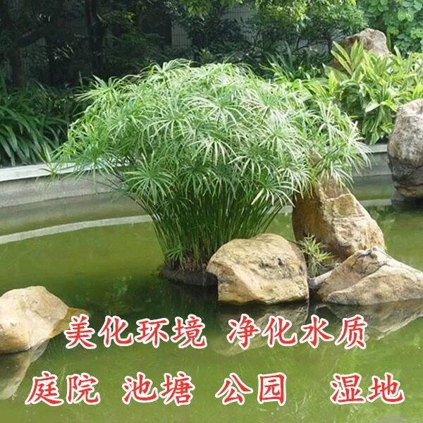 水培植物盆栽庭院养鱼风车草水葫芦耐寒四季好养阳台水草净化水质,鲜花速递/花卉仿真/绿植园艺,绿植,淘宝优惠券,粉丝福利购,淘宝优惠卷