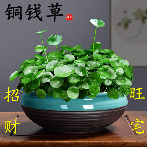 铜钱草盆栽大叶水培植物办公室内桌面绿植客厅水养金钱草四季好养
