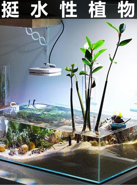 鱼缸装饰水草种子 前景活体造景 迷你真水草小对叶草皮种子牛毛毡