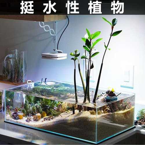 鱼缸装饰水草种子前景牛毛毡迷你
