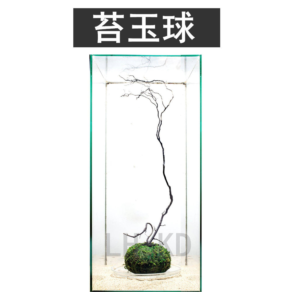 苔藓球苔玉球鱼缸水族箱佗草坨草迷你对叶种子莫斯怪蕨懒人水草