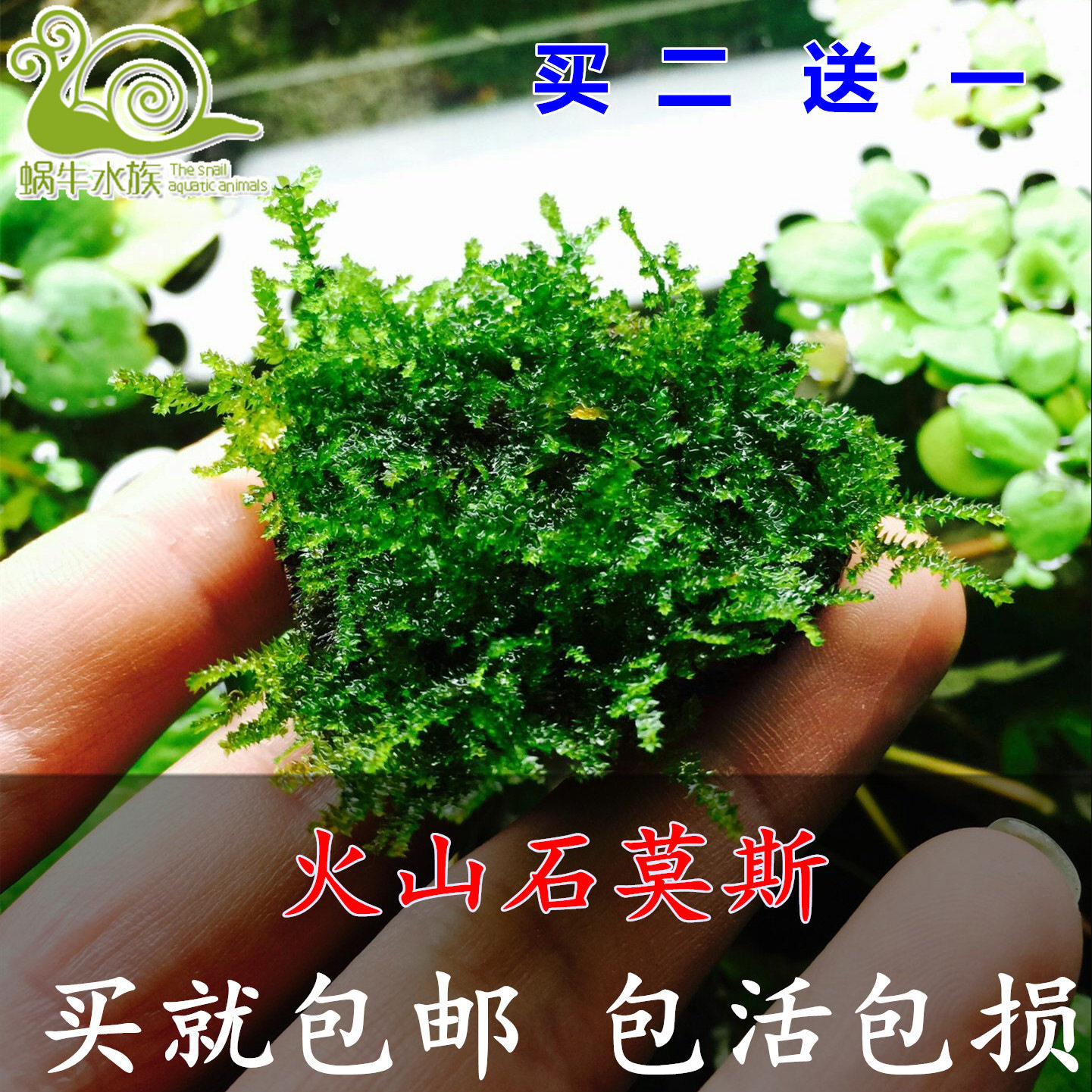 鱼缸沉木造景莫斯美凤水晶鹿角苔火焰珊瑚垂泪松茸怪厥大三角水草