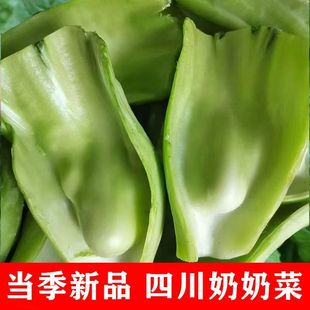 2025新鲜四川青菜梗做泡菜农家芥菜不带叶整块鲜叶菜现采广安