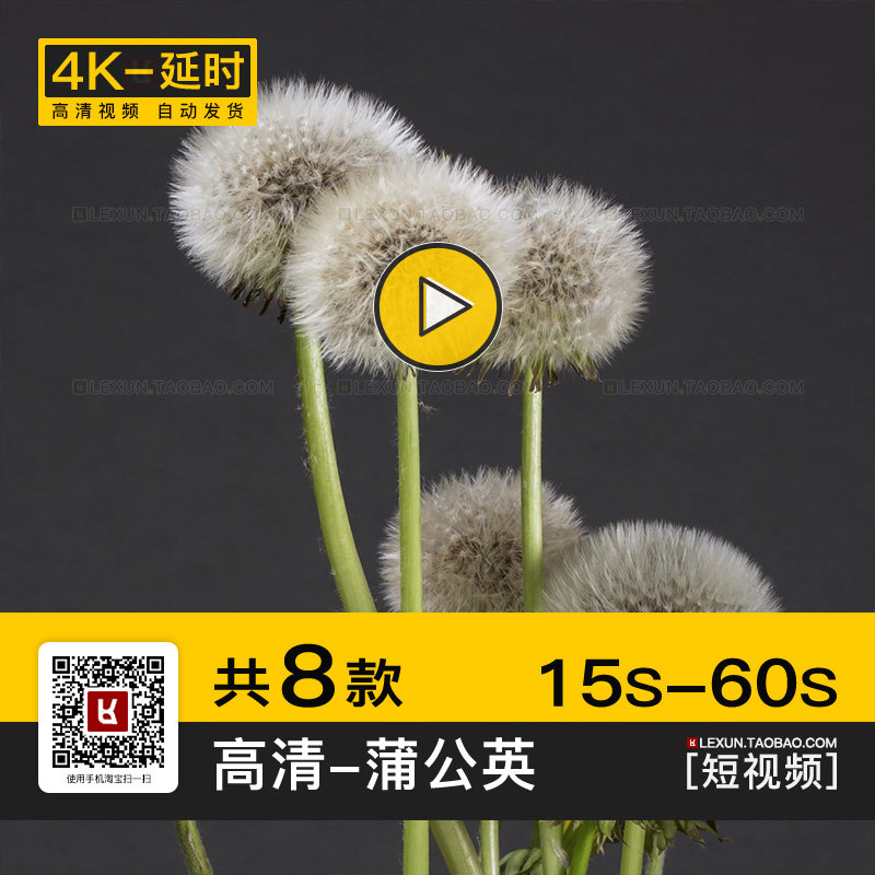 蒲公英黄花地丁华花郎花朵开花过程特写实拍4k高清延时短视频素材