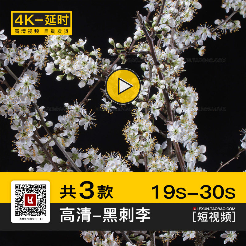 黑刺李蔷薇科植物开花绽放过程实拍4K高清花朵盛开延时短视频素材