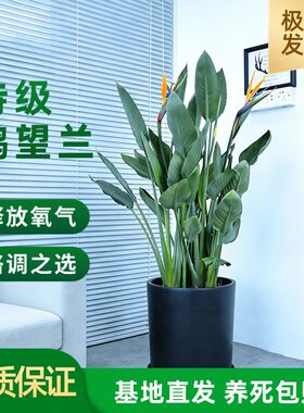 鹤望兰天堂鸟室内盆栽花卉绿植高端开花净化空气阳台客厅好养正版