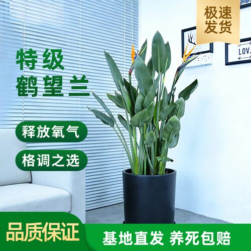 鹤望兰天堂鸟室内盆栽花卉绿植高端开花净化空气阳台客厅好养正版