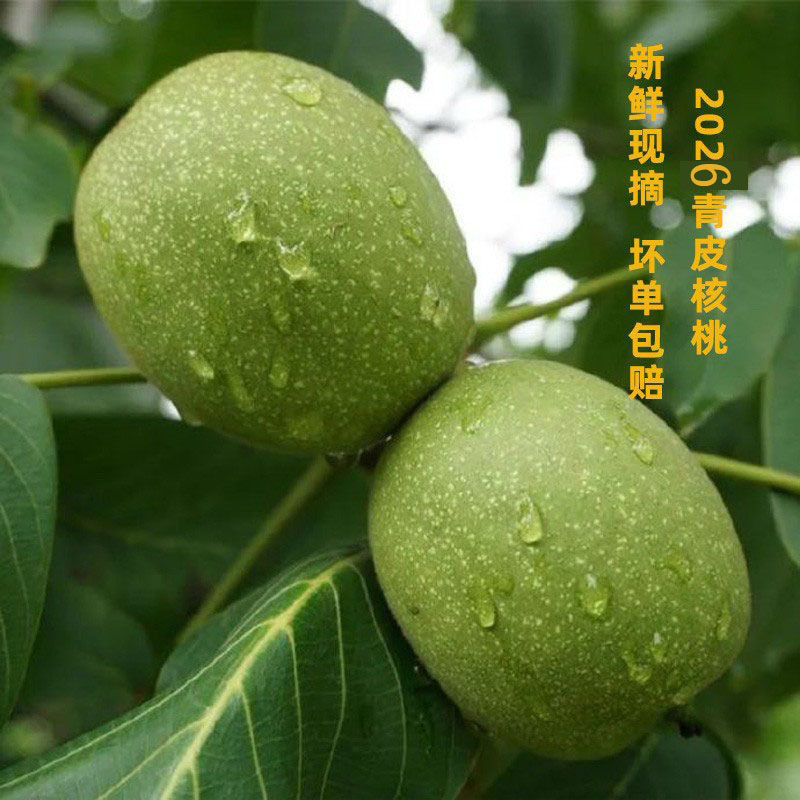 2026年新鲜湿核桃带青皮新货现摘薄皮孕妇零食干核桃野生农家自种