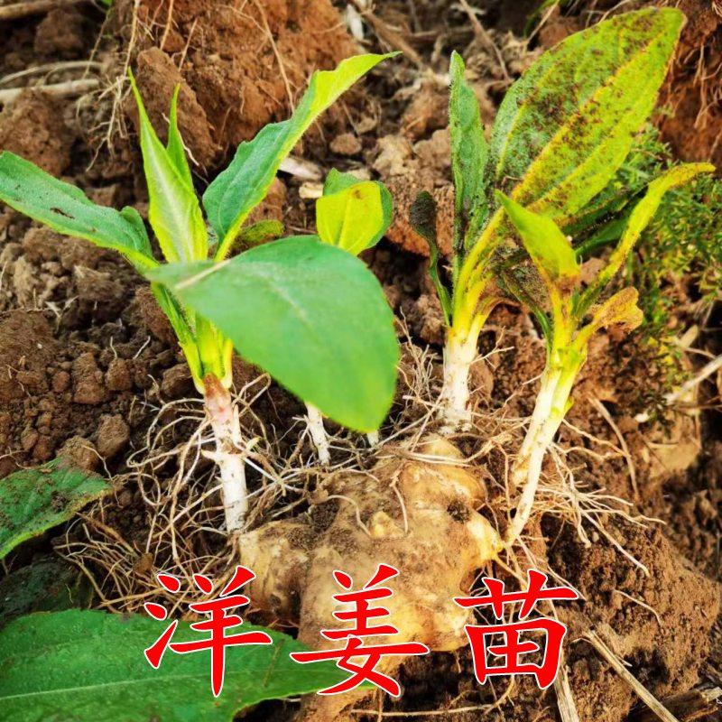 洋姜鬼子姜种子洋姜苗菊芋地姜菜姜姜不辣带芽发货腌菜姜带叶发货