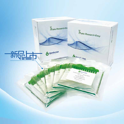 金斯瑞 预制胶配套 电泳液（Running Buffer） WB转印液