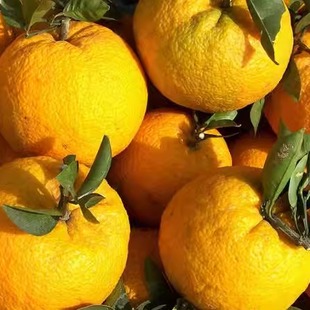 玉环特产广柑温岭高橙10斤(10-15个左右)69元江浙沪皖包邮