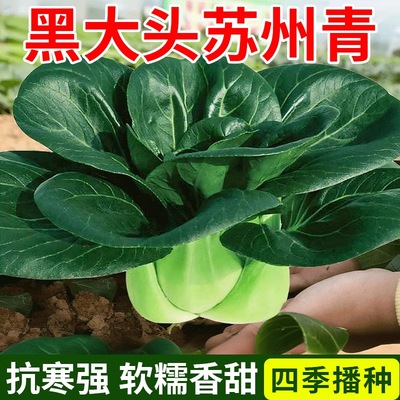 黑叶矮脚苏州青种子青梗高产耐寒