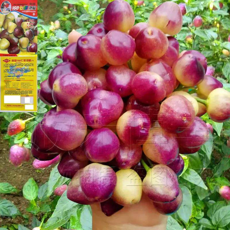 七彩泡椒种籽小辣椒广西特产泡椒珍珠五彩椒种孑盆栽四季蔬菜种子,鲜花速递/花卉仿真/绿植园艺,家庭园艺种子,淘宝优惠券,粉丝福利购,淘宝优惠卷