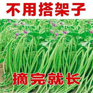 无架长豆角种子苗高产豇豆四季豆蔬菜种籽菜种大全孑子豆种籽种秧