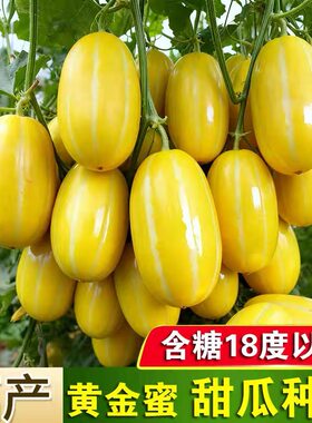 黄金蜜甜瓜种子高产抗病脆甜多汁